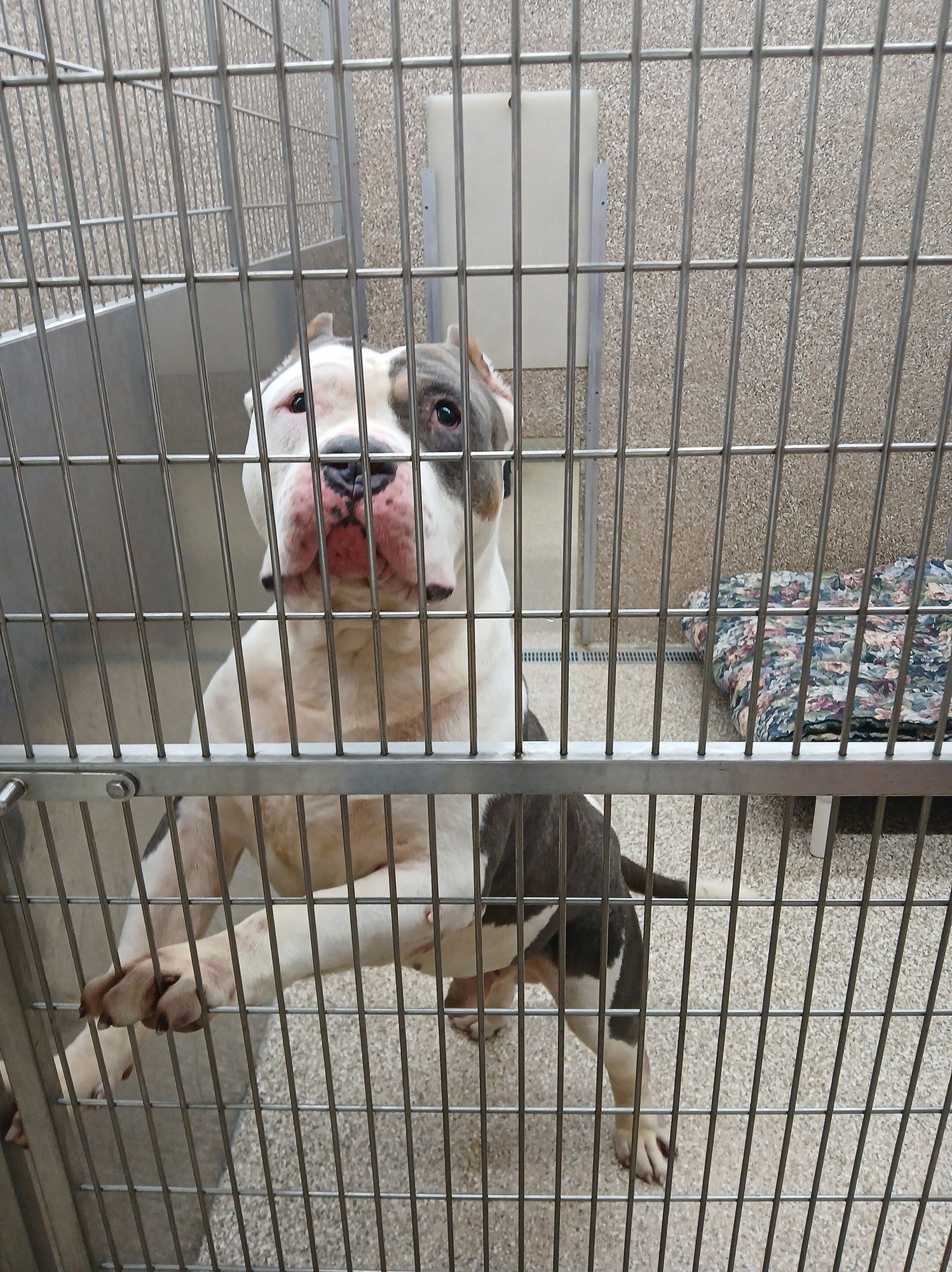 BIGGIE - Pit Bull Terrier available for adoption