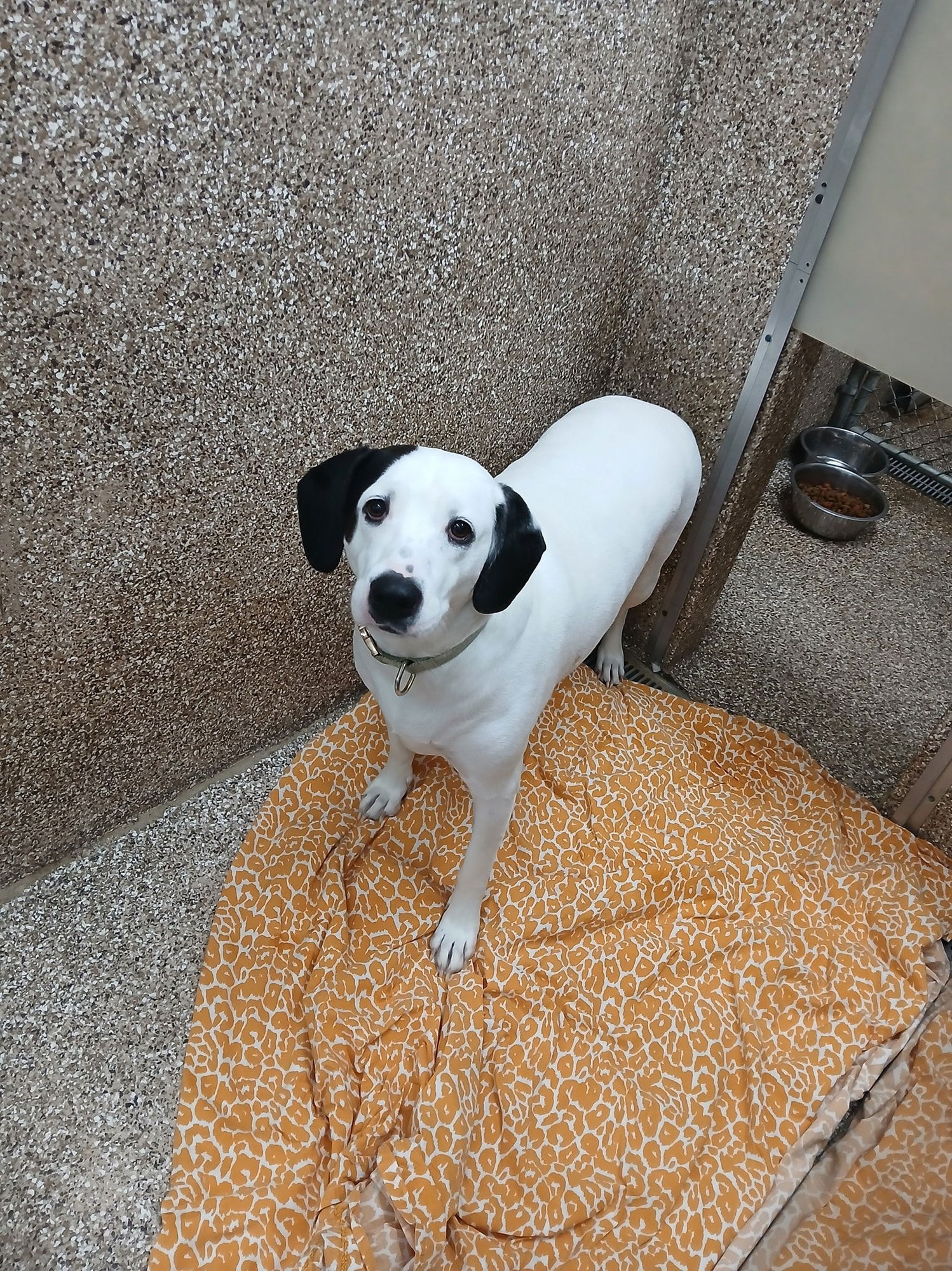 TAKA - Yellow Labrador Retriever / Hound available for adoption