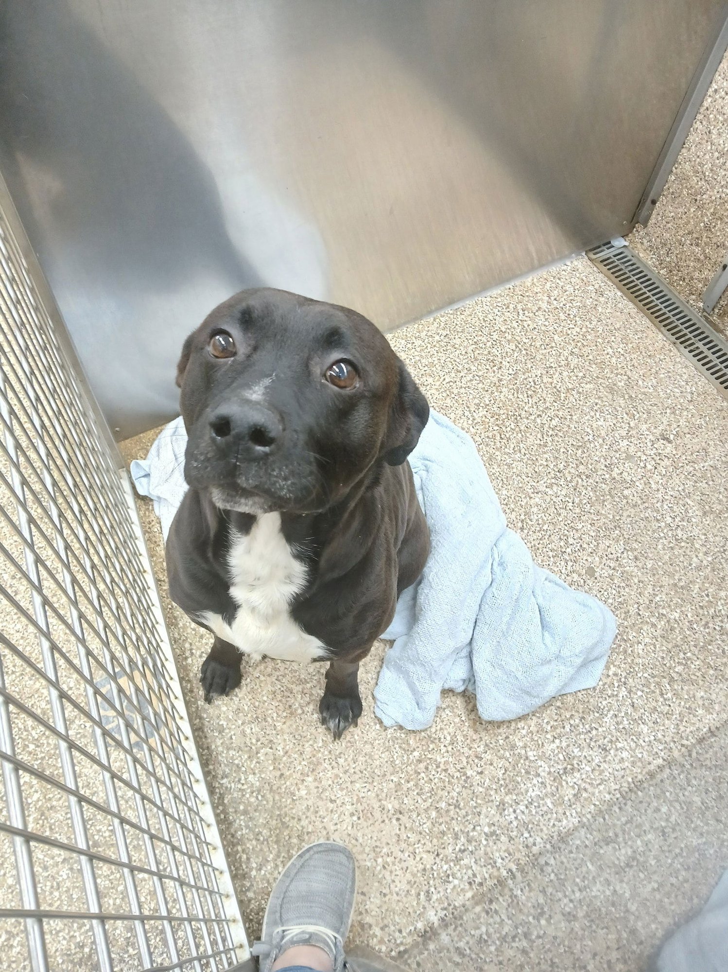 VADER - Pit Bull Terrier / Black Labrador Retriever available for adoption