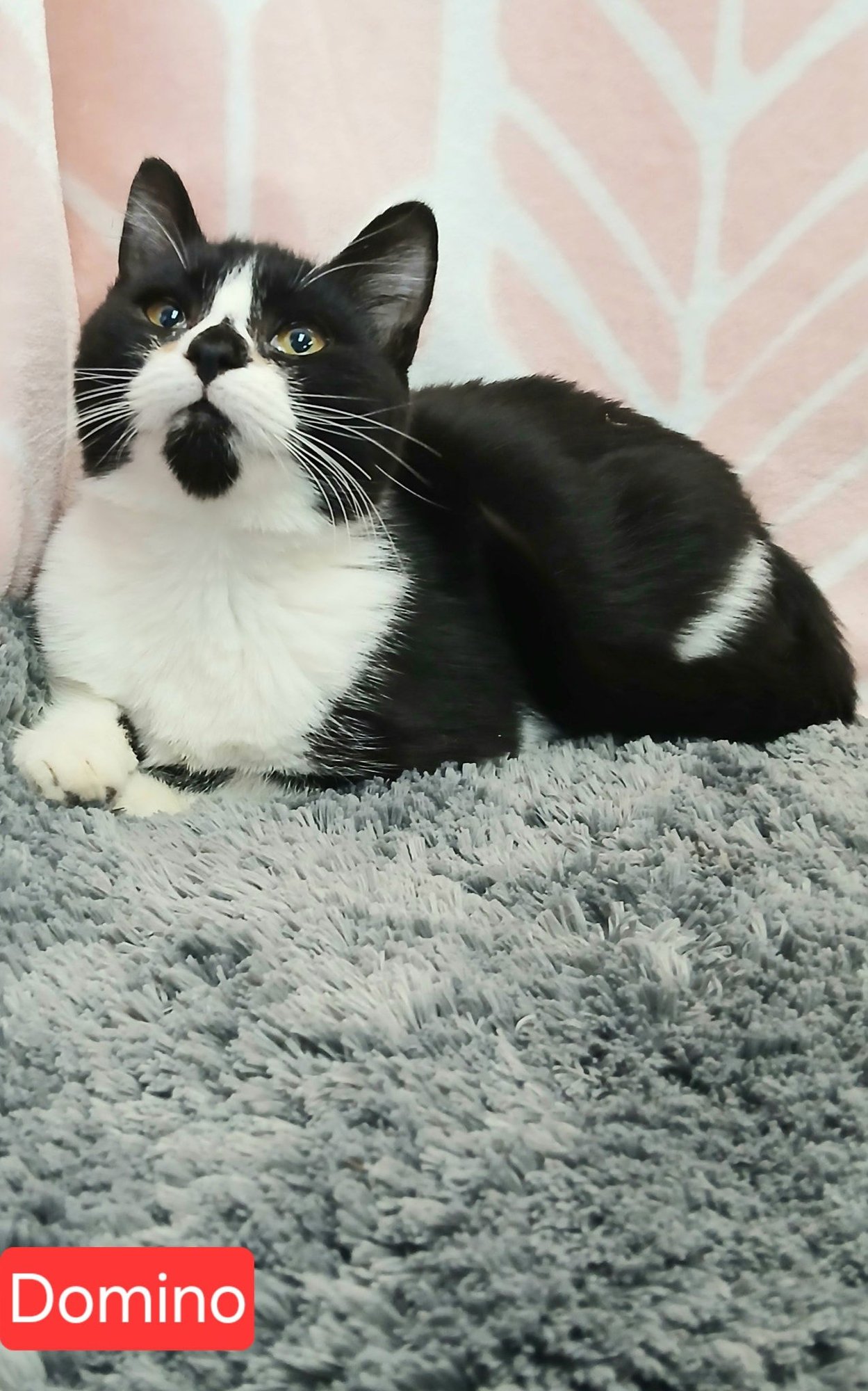DOMINO - Tuxedo available for adoption
