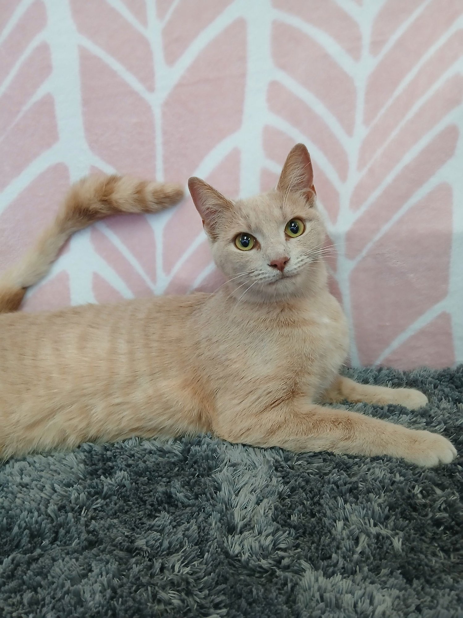 MEI MEI - Tabby available for adoption