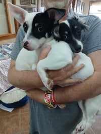 Max and Tyson - Photo 1