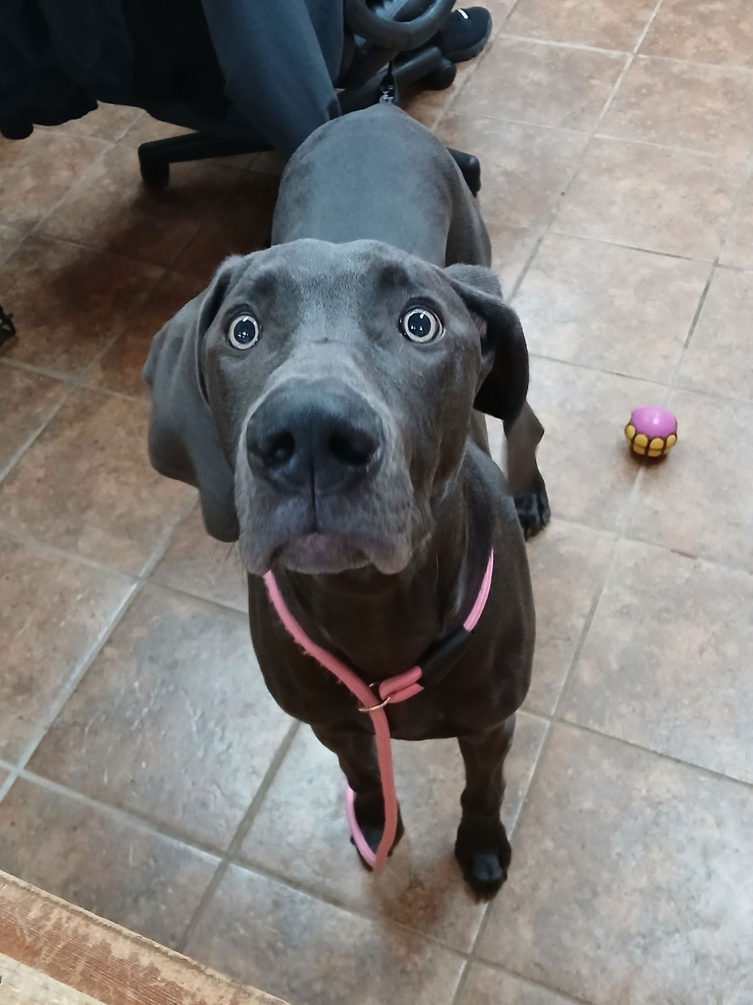 TEDDY - Weimaraner available for adoption