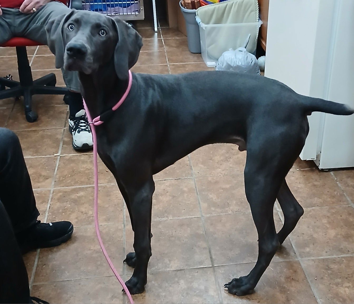 TEDDY - Weimaraner available for adoption