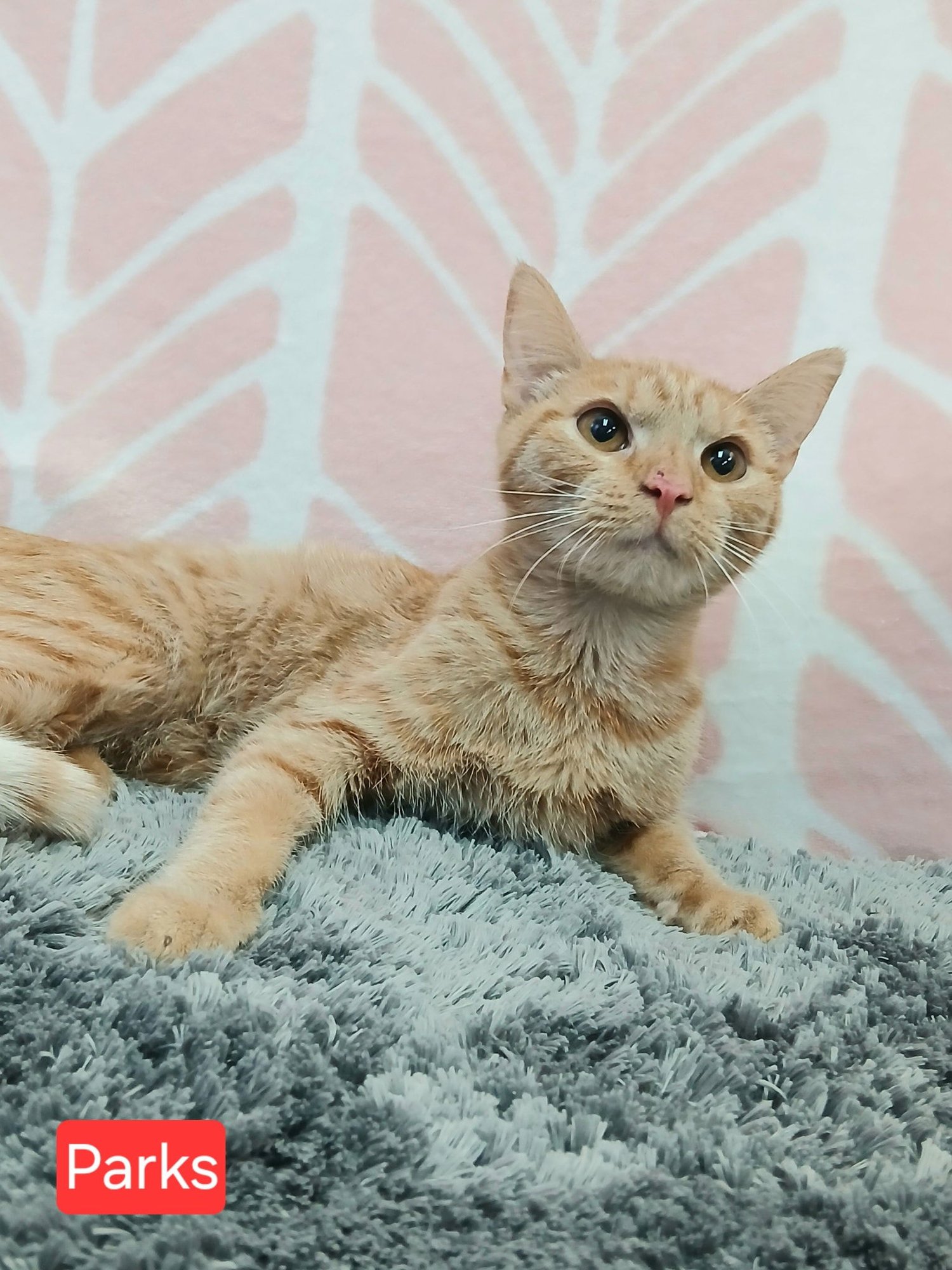 PARKS - Tabby available for adoption