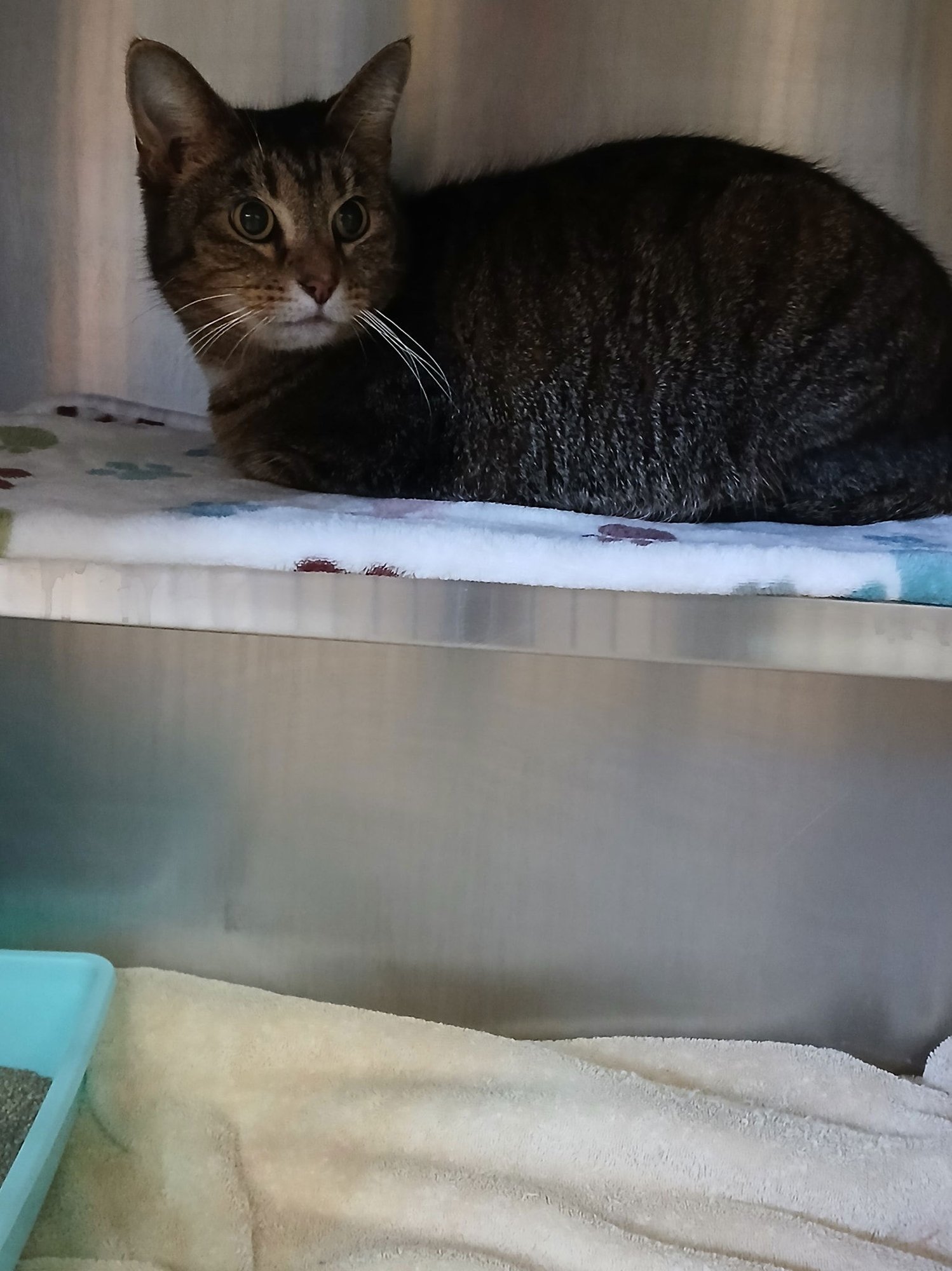 POPPY - Tabby available for adoption