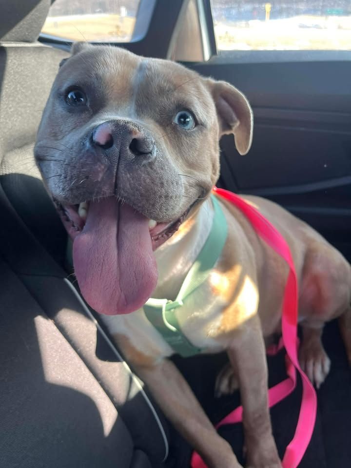 PENNY - Pit Bull Terrier available for adoption