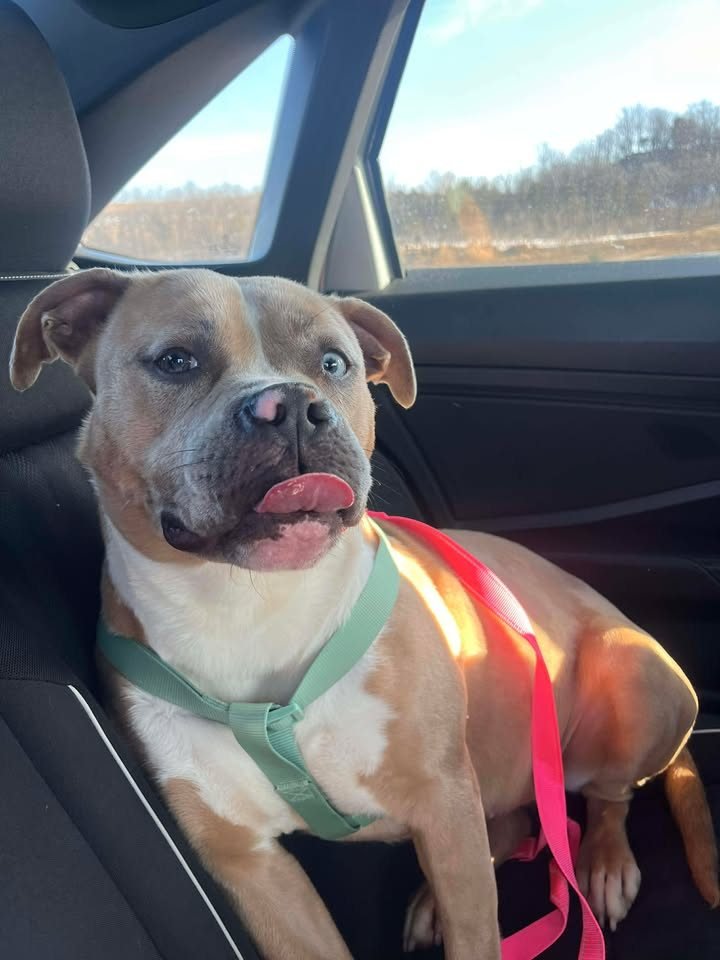 PENNY - Pit Bull Terrier available for adoption