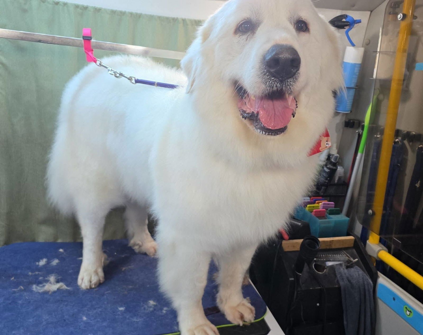 LUCY - Great Pyrenees available for adoption