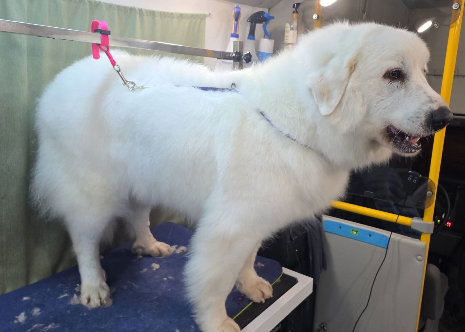 LUCY - Great Pyrenees available for adoption