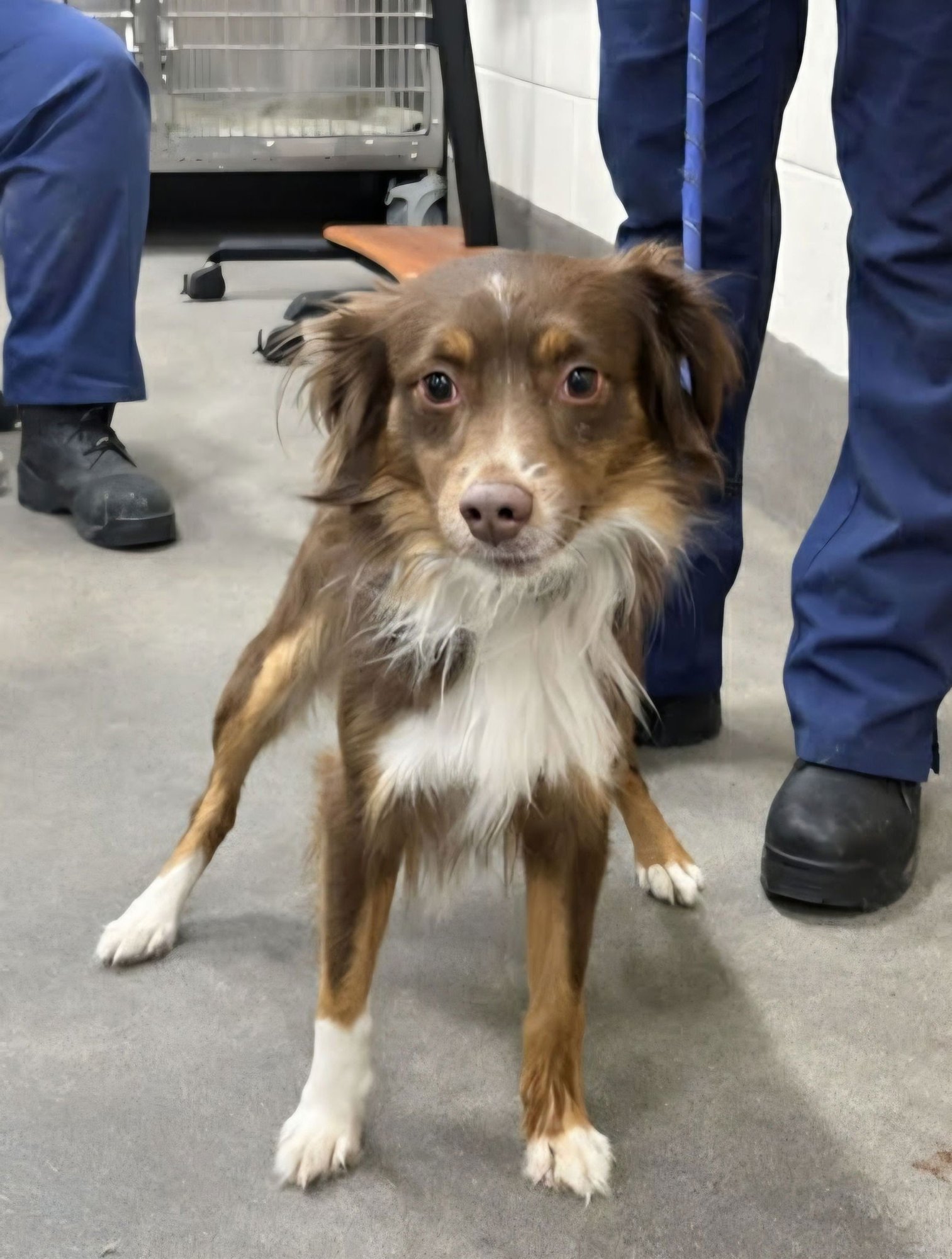 RIO - Shetland Sheepdog Sheltie available for adoption