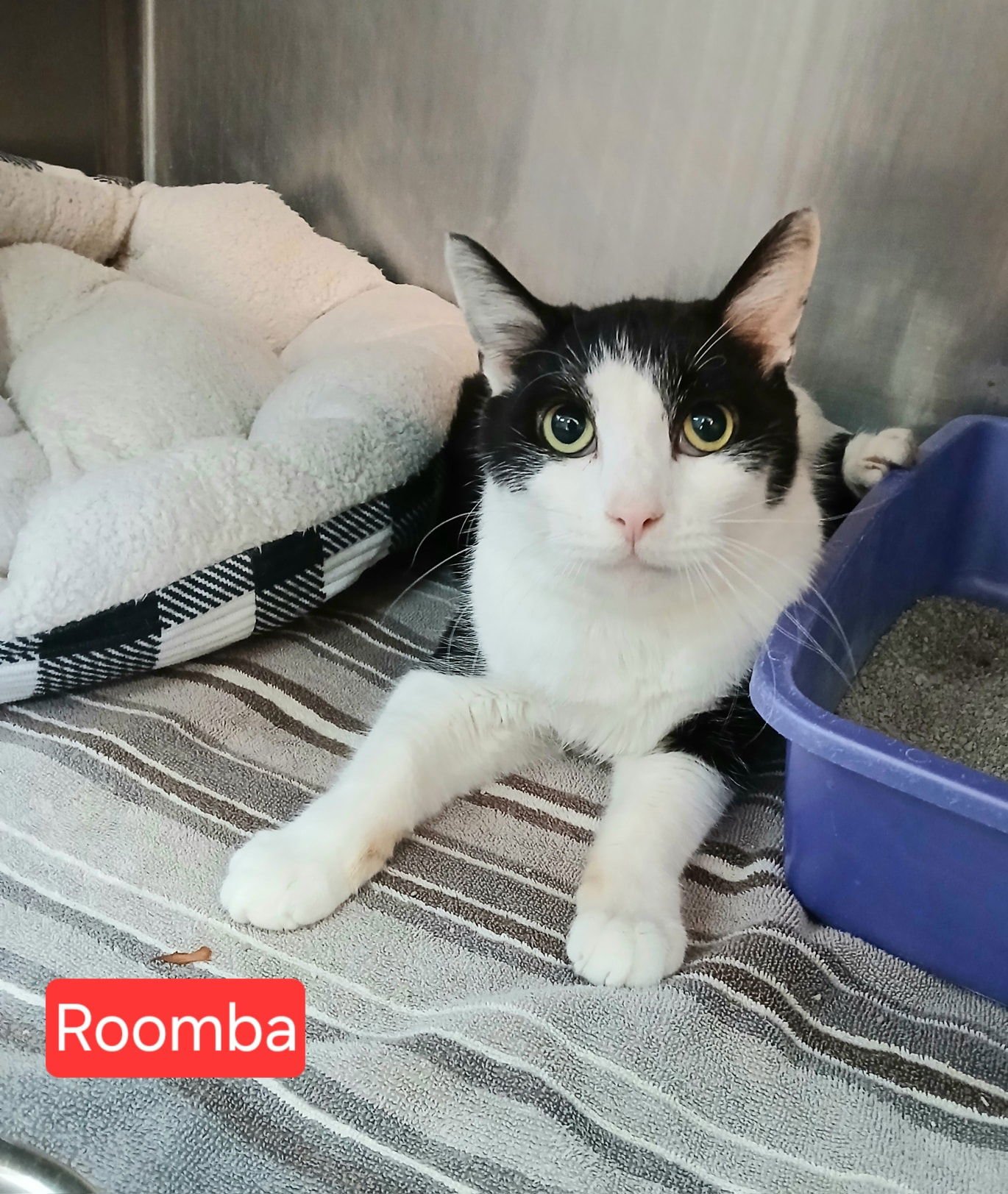 ROOMBA - Tuxedo available for adoption