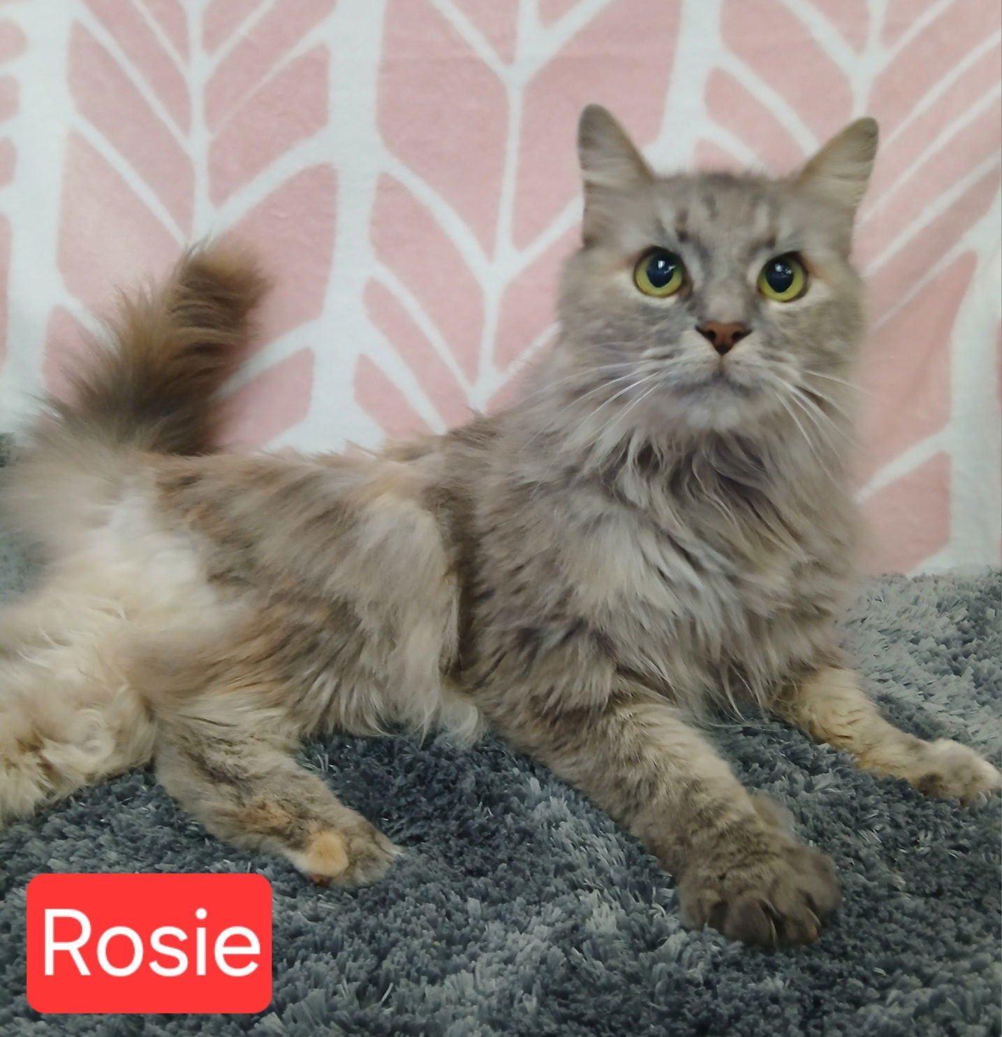ROSIE - Domestic Long Hair available for adoption