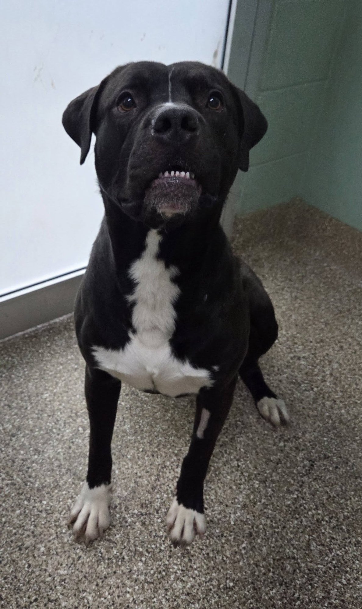 GUNNER - Pit Bull Terrier available for adoption