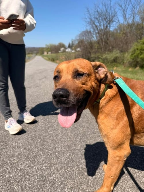 DALLAS - Hound / German Shepherd Dog available for adoption