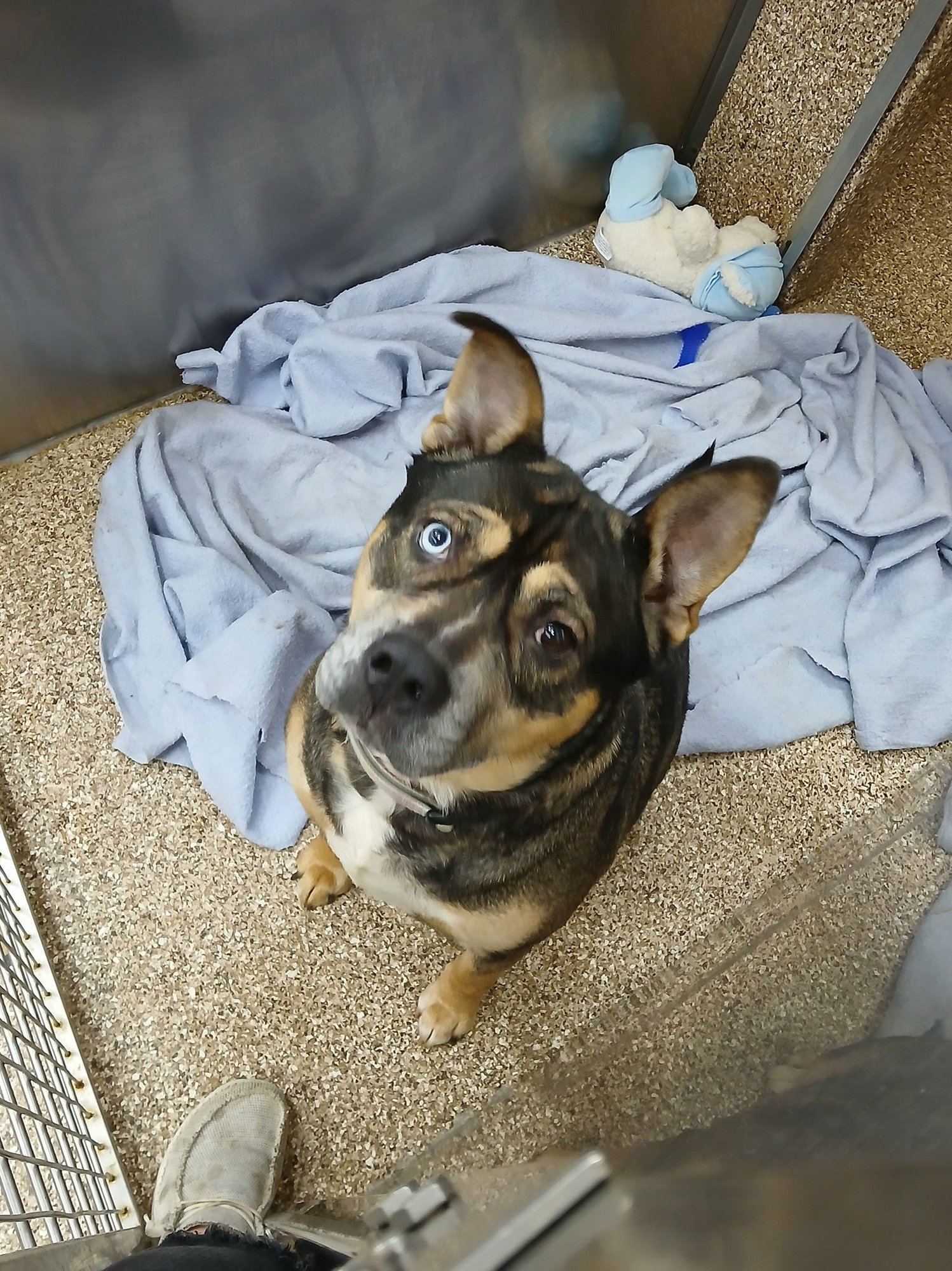 MIYA - German Shepherd Dog / Husky available for adoption