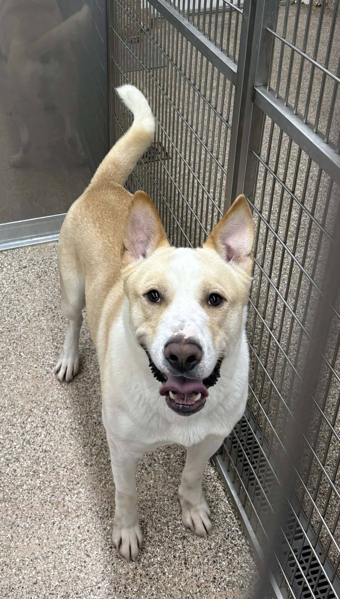 REX - German Shepherd Dog available for adoption