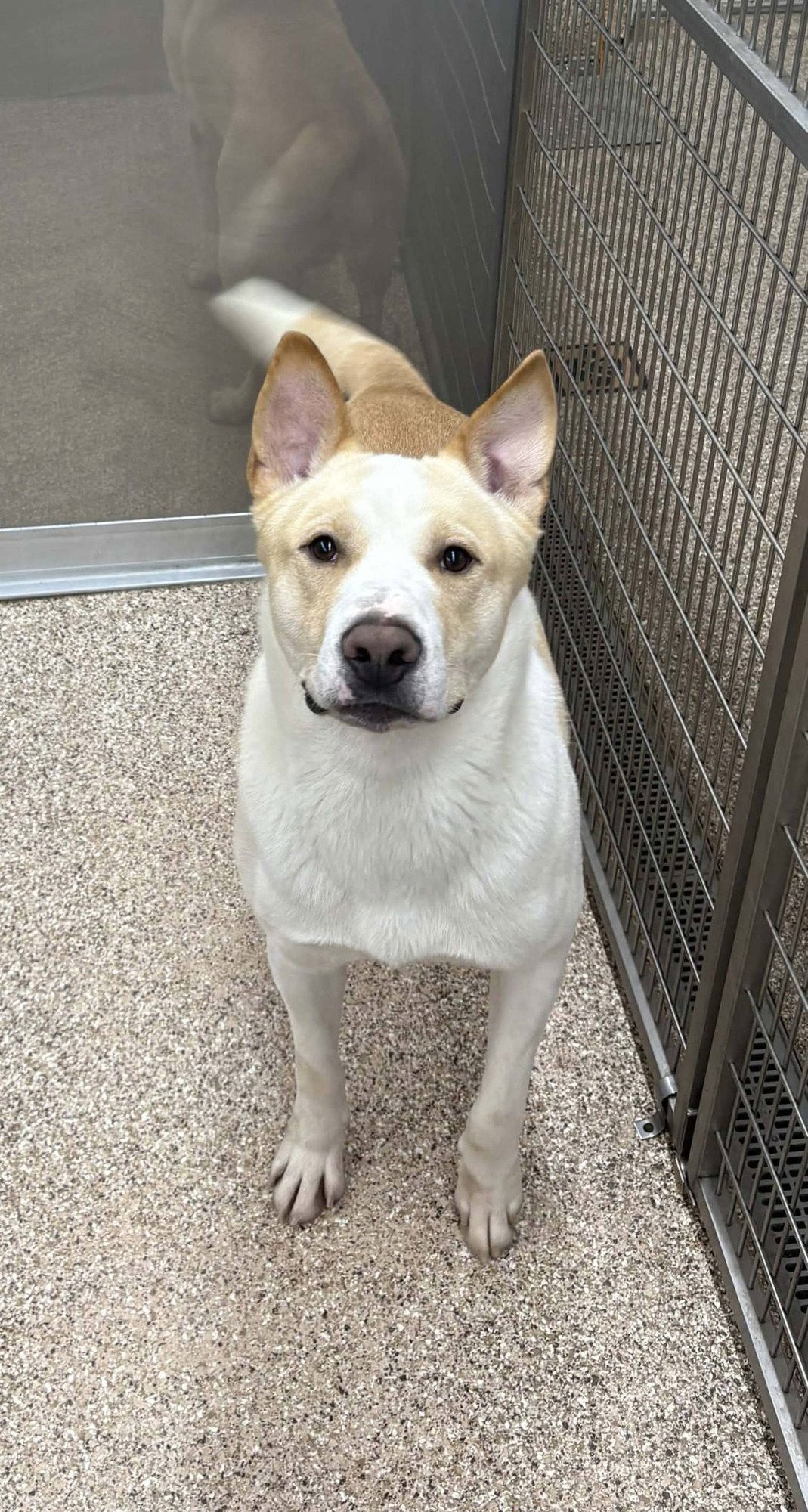 REX - German Shepherd Dog available for adoption