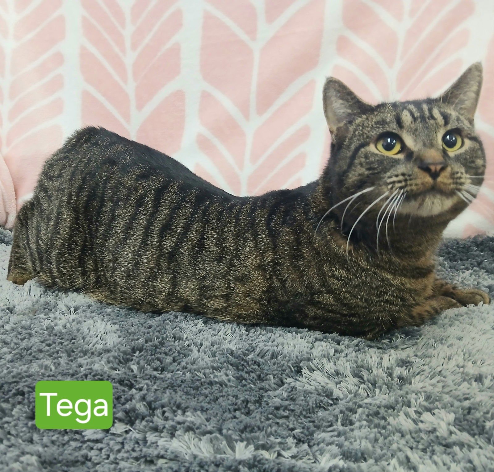 TEGA - Tabby available for adoption