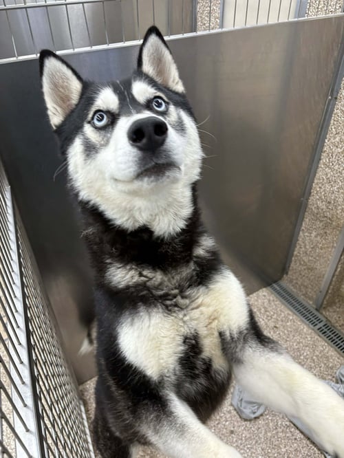 PAPERCLIP - Husky available for adoption