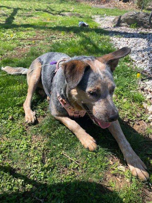 JASMINE - Australian Cattle Dog/Blue Heeler available for adoption