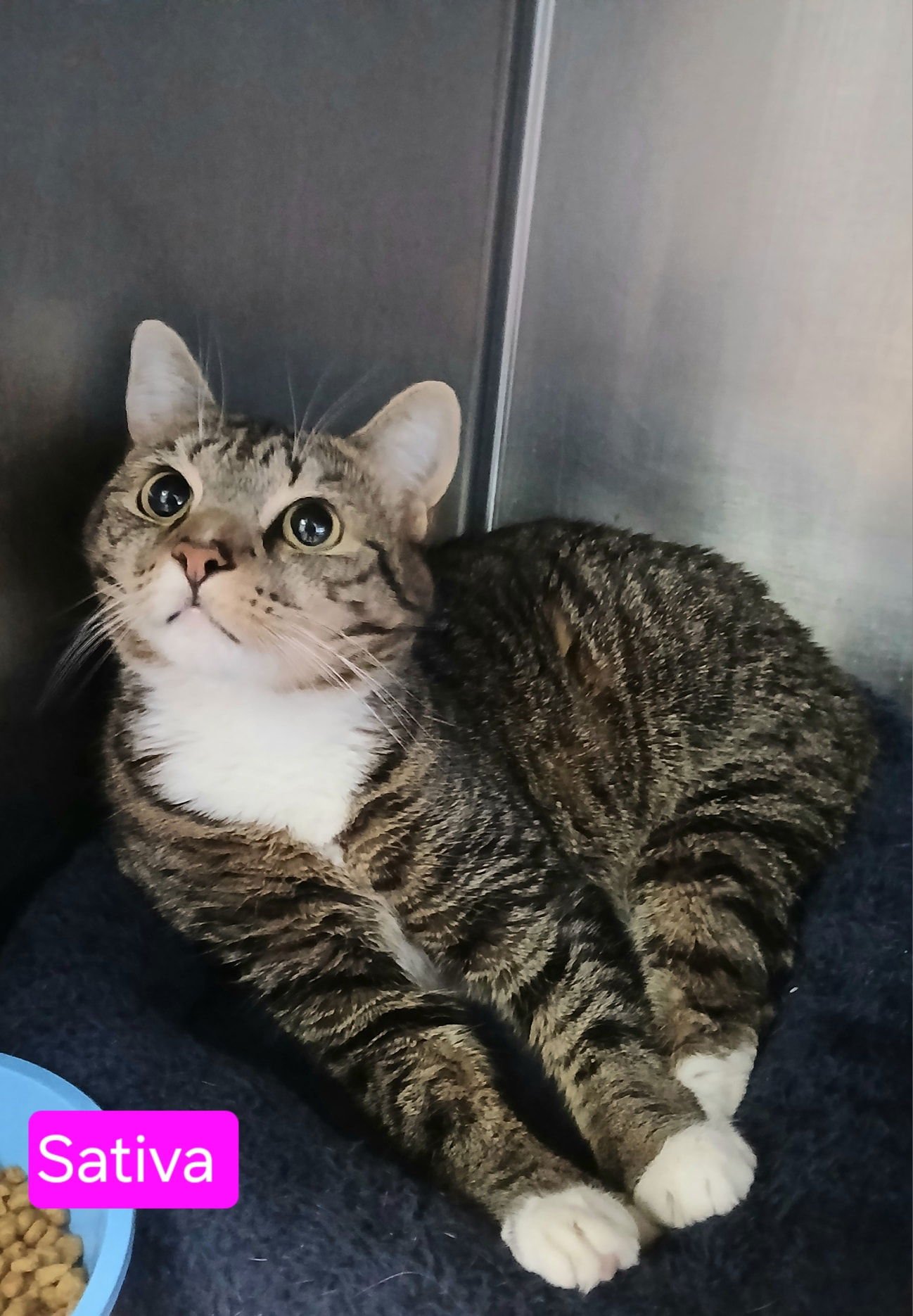 SATIVA - Tabby available for adoption