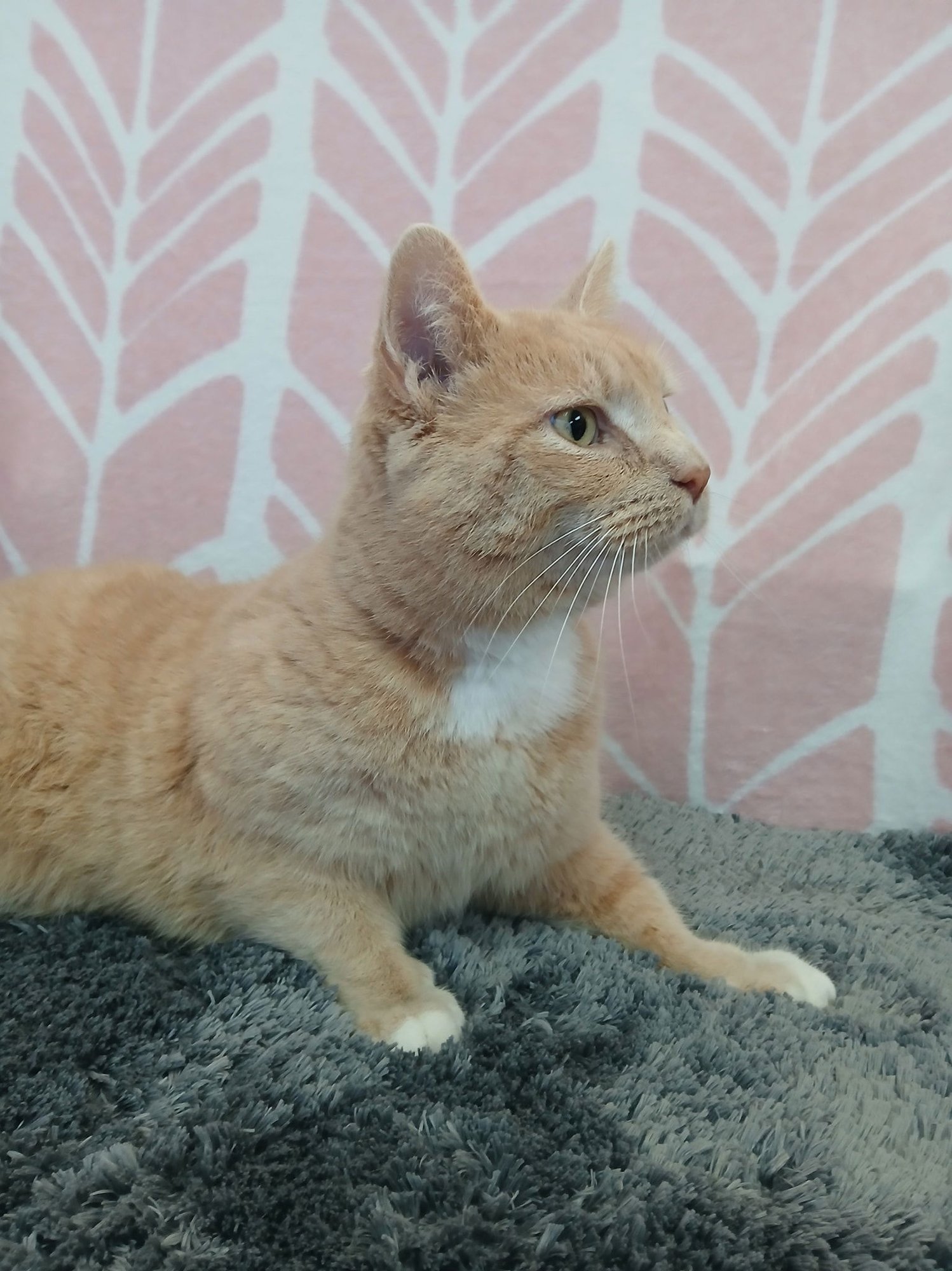 PANCAKE - Tabby available for adoption