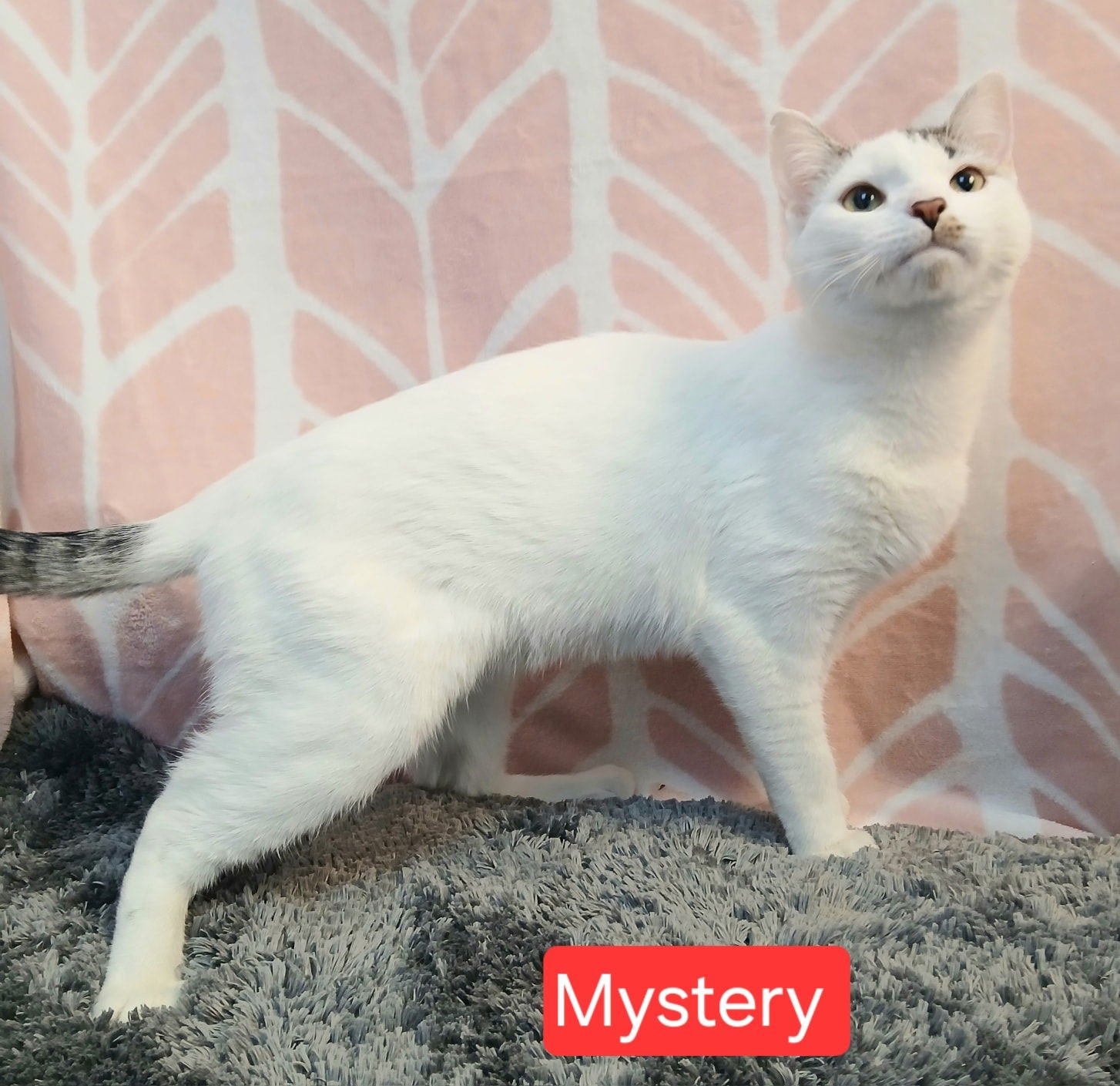 MYSTERY - Domestic Short Hair available for adoption