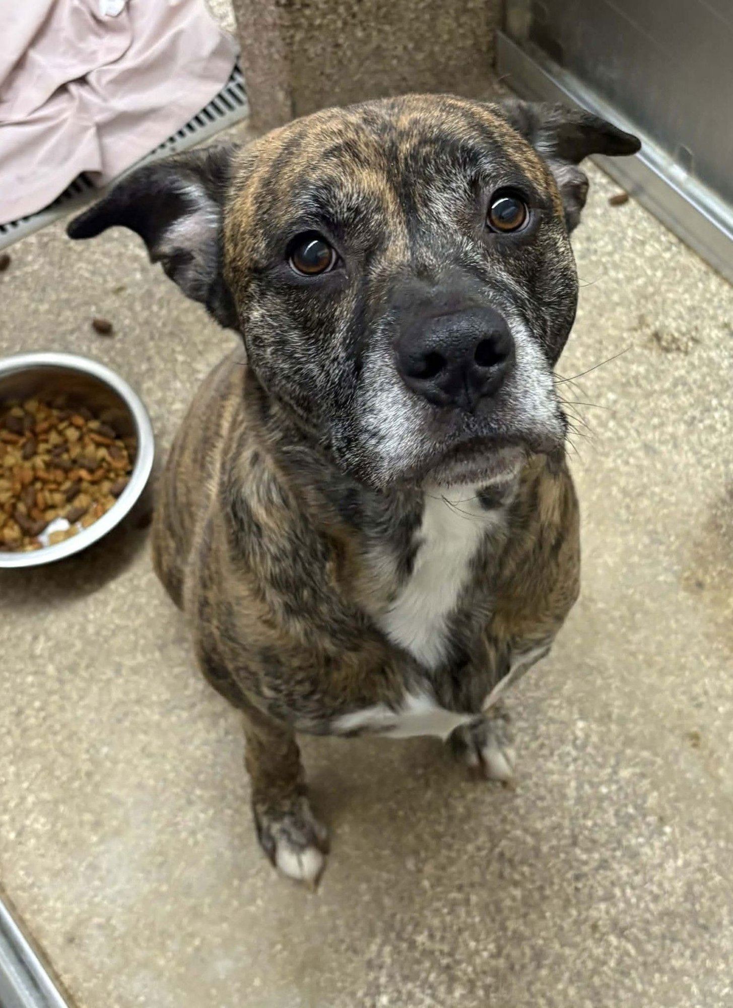 BERKELEY - Pit Bull Terrier available for adoption