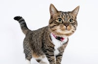 Mittens - Photo 1