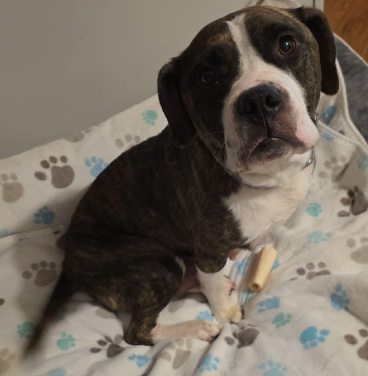 BELLA - Bulldog available for adoption