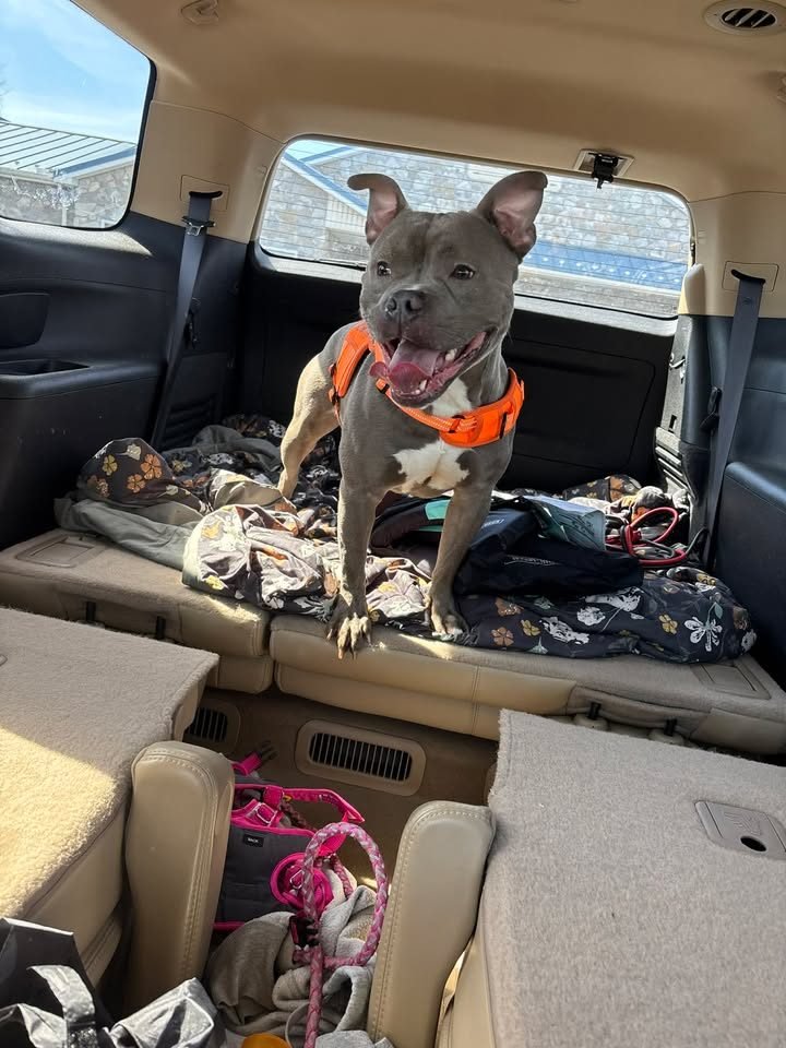 SMILEY SAM - Pit Bull Terrier available for adoption