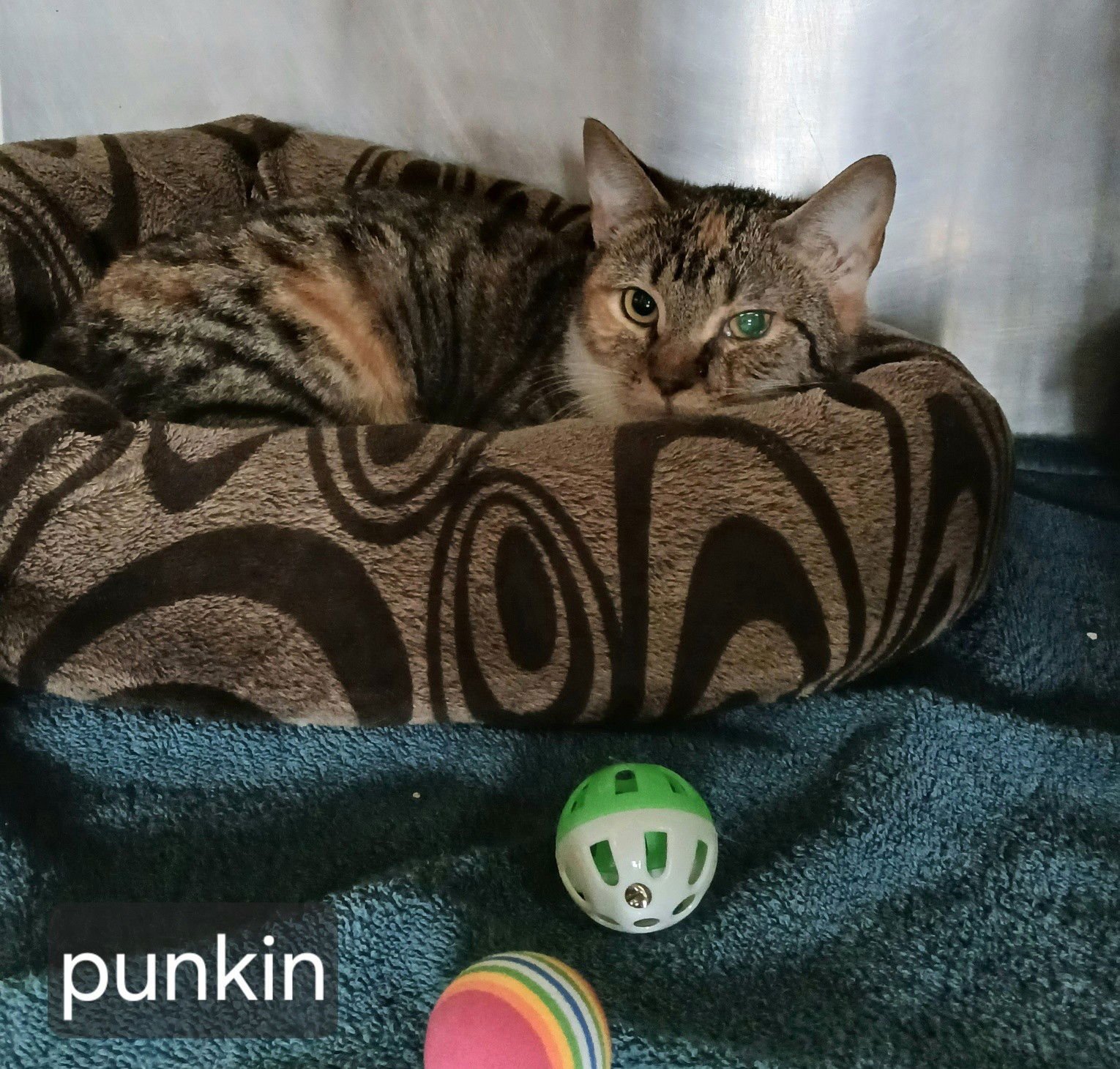 PUNKIN - Tabby available for adoption