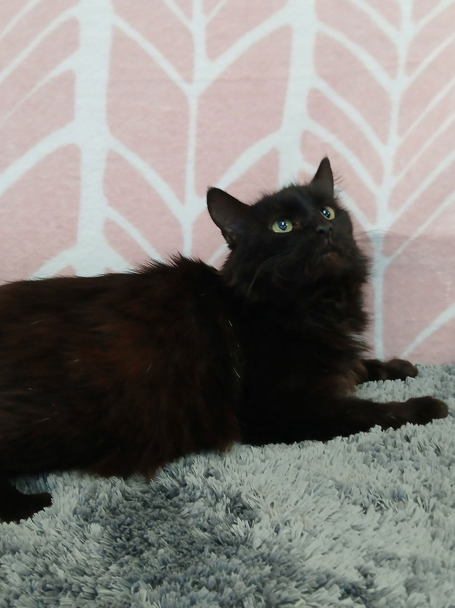 PANDORA - Domestic Long Hair available for adoption