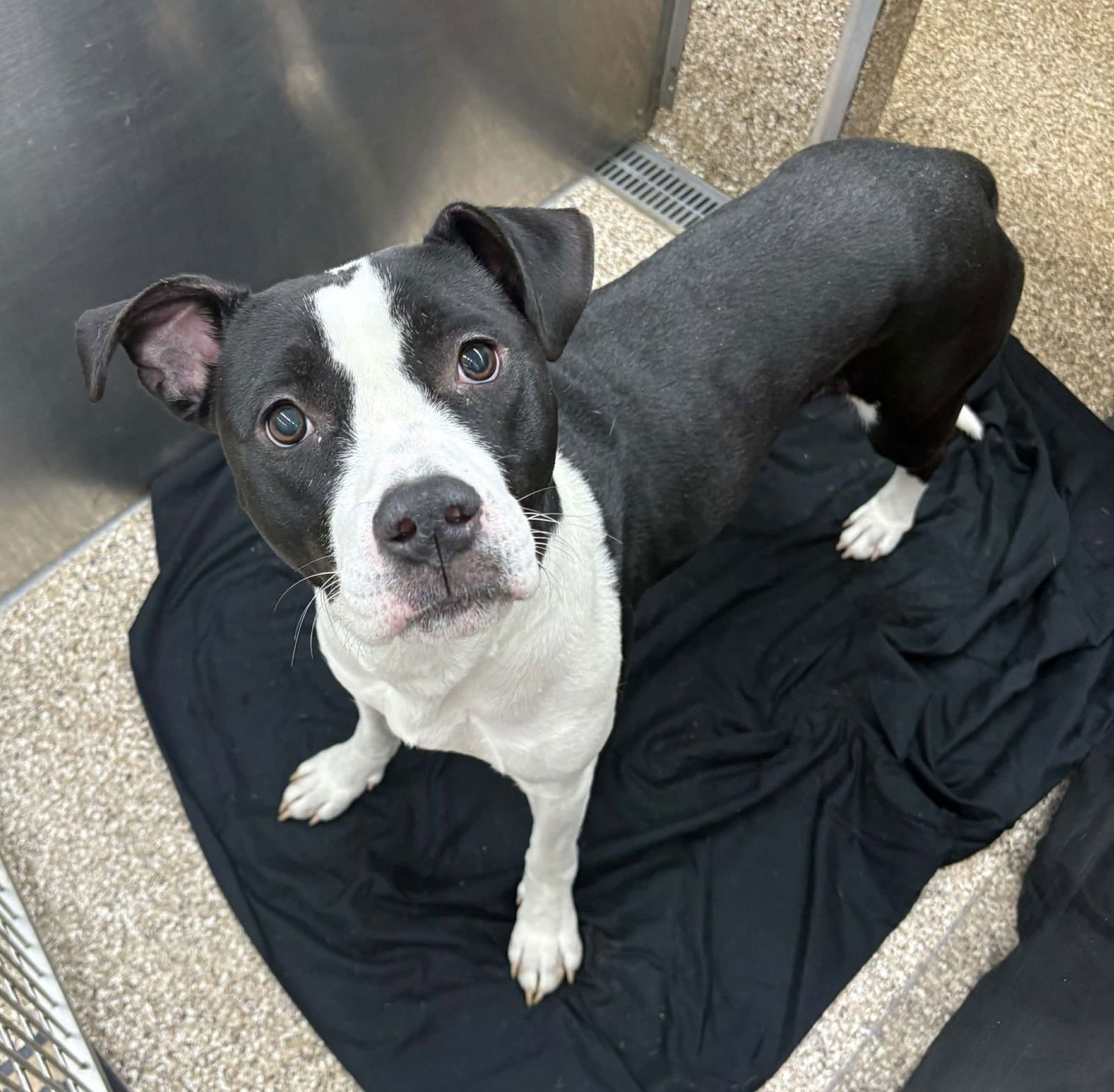 VENUS - Pit Bull Terrier available for adoption