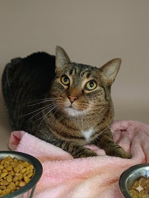 BARNEY - Tabby available for adoption