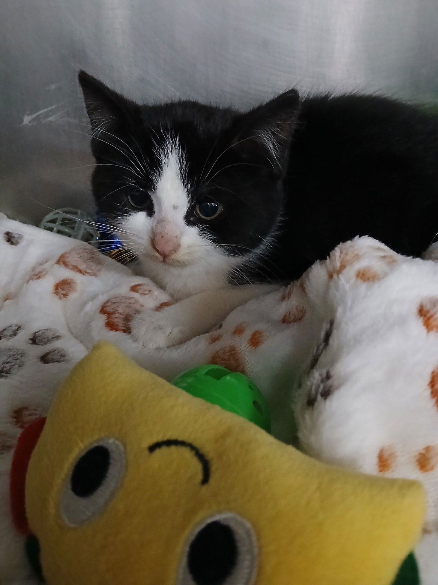 JELLY - Tuxedo available for adoption