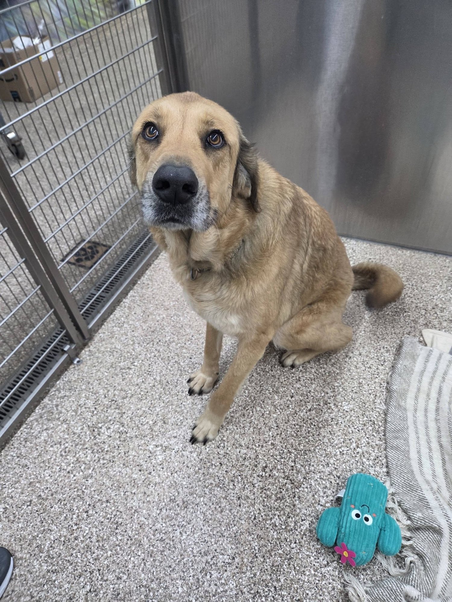 GRACIE - Anatolian Shepherd available for adoption