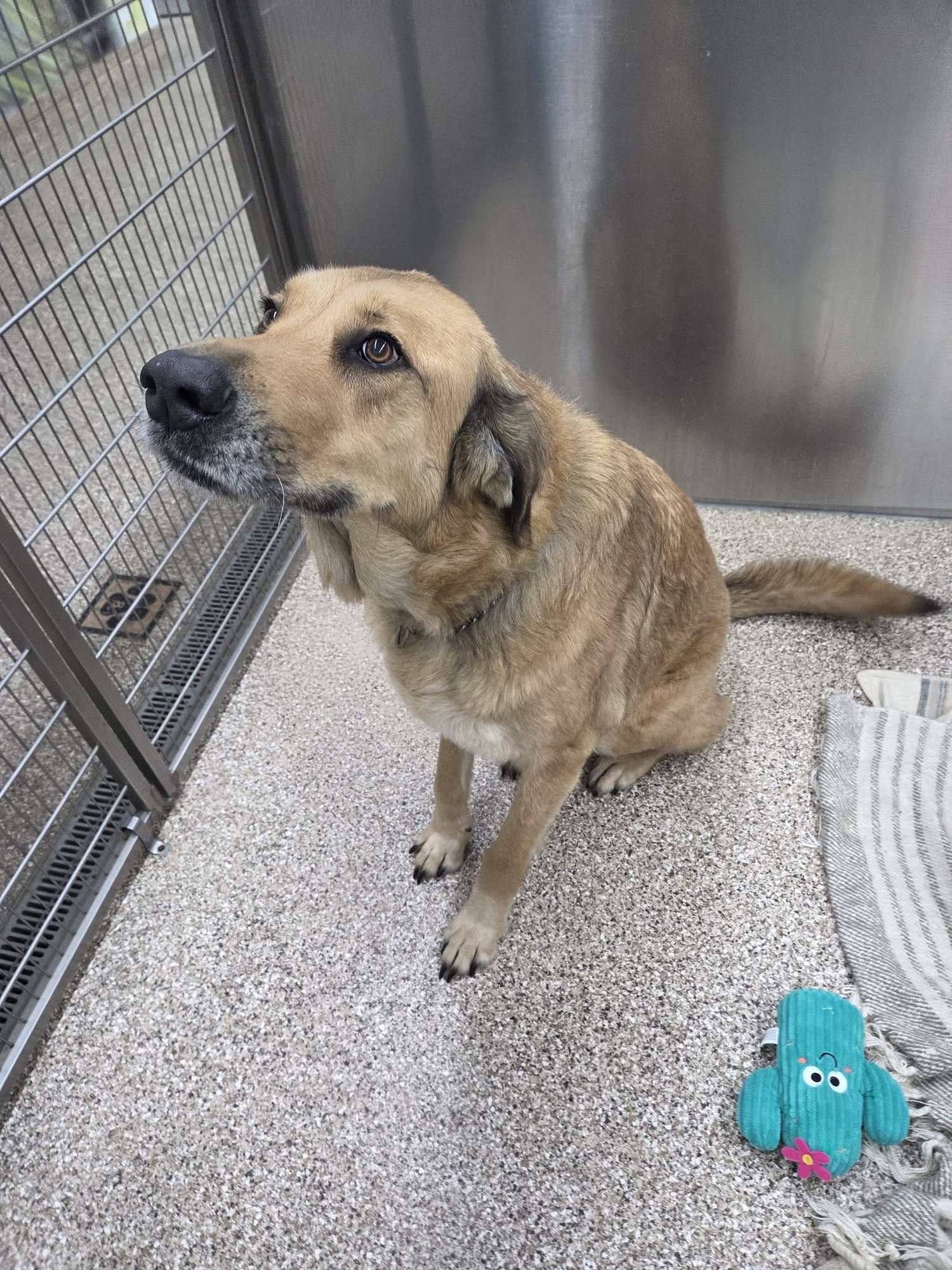 GRACIE - Anatolian Shepherd available for adoption