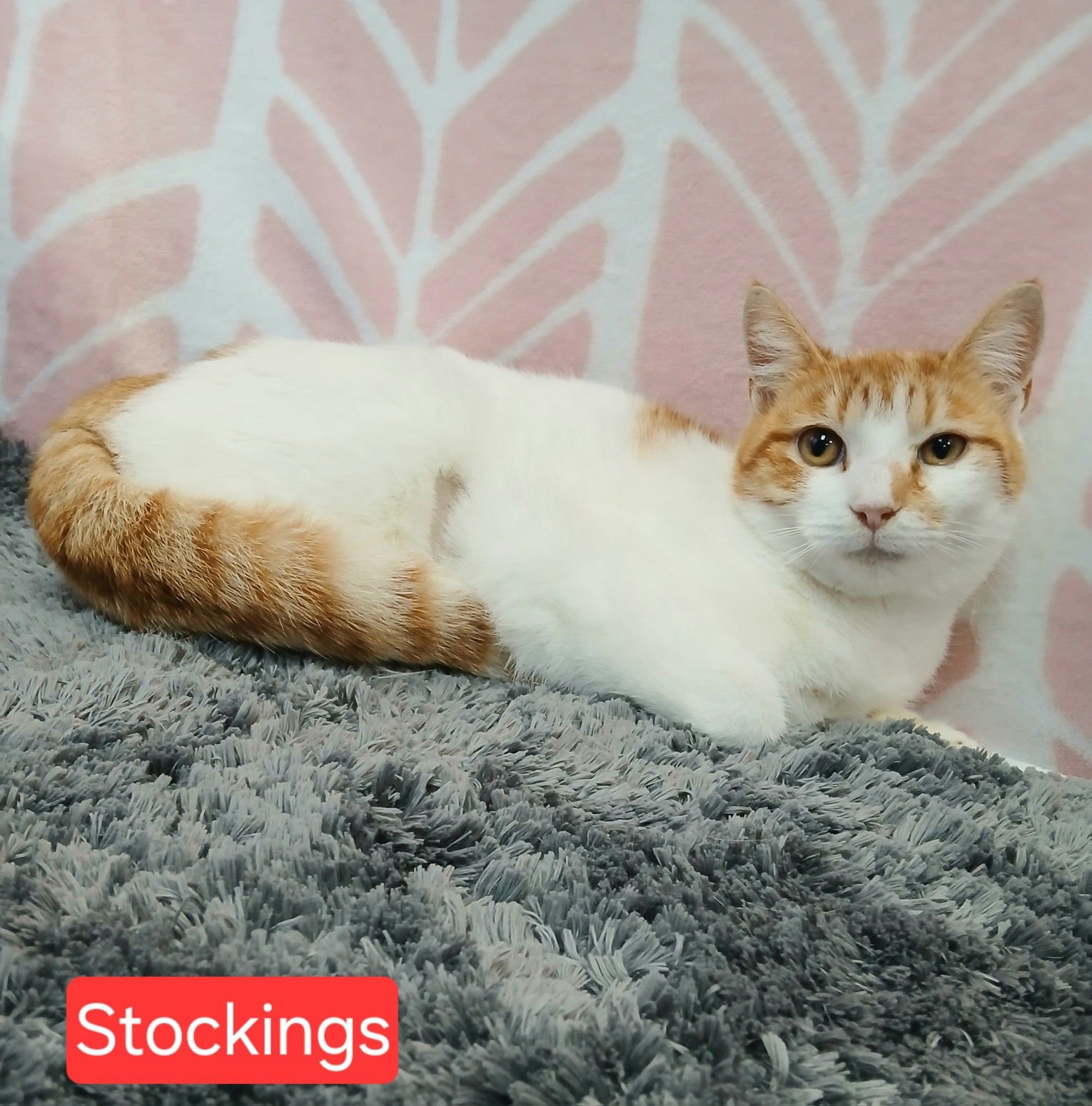 SOCKINGS - Tabby available for adoption