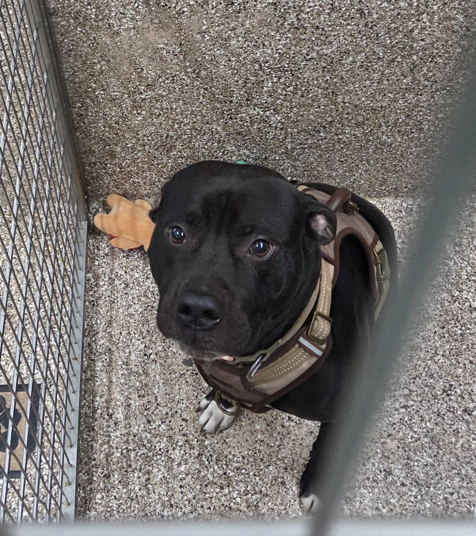 ONYX - Pit Bull Terrier available for adoption