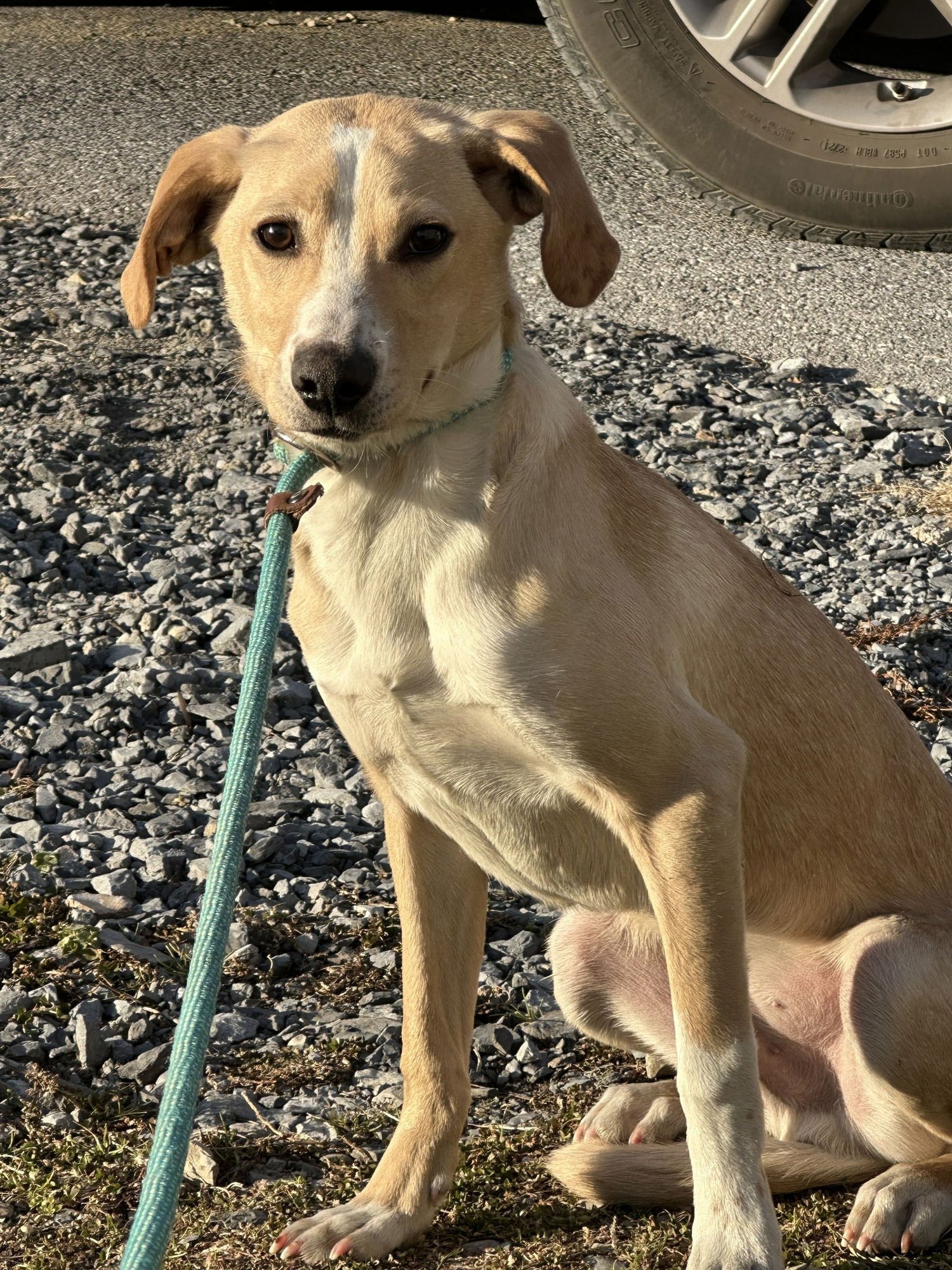 SHANE - Yellow Labrador Retriever available for adoption