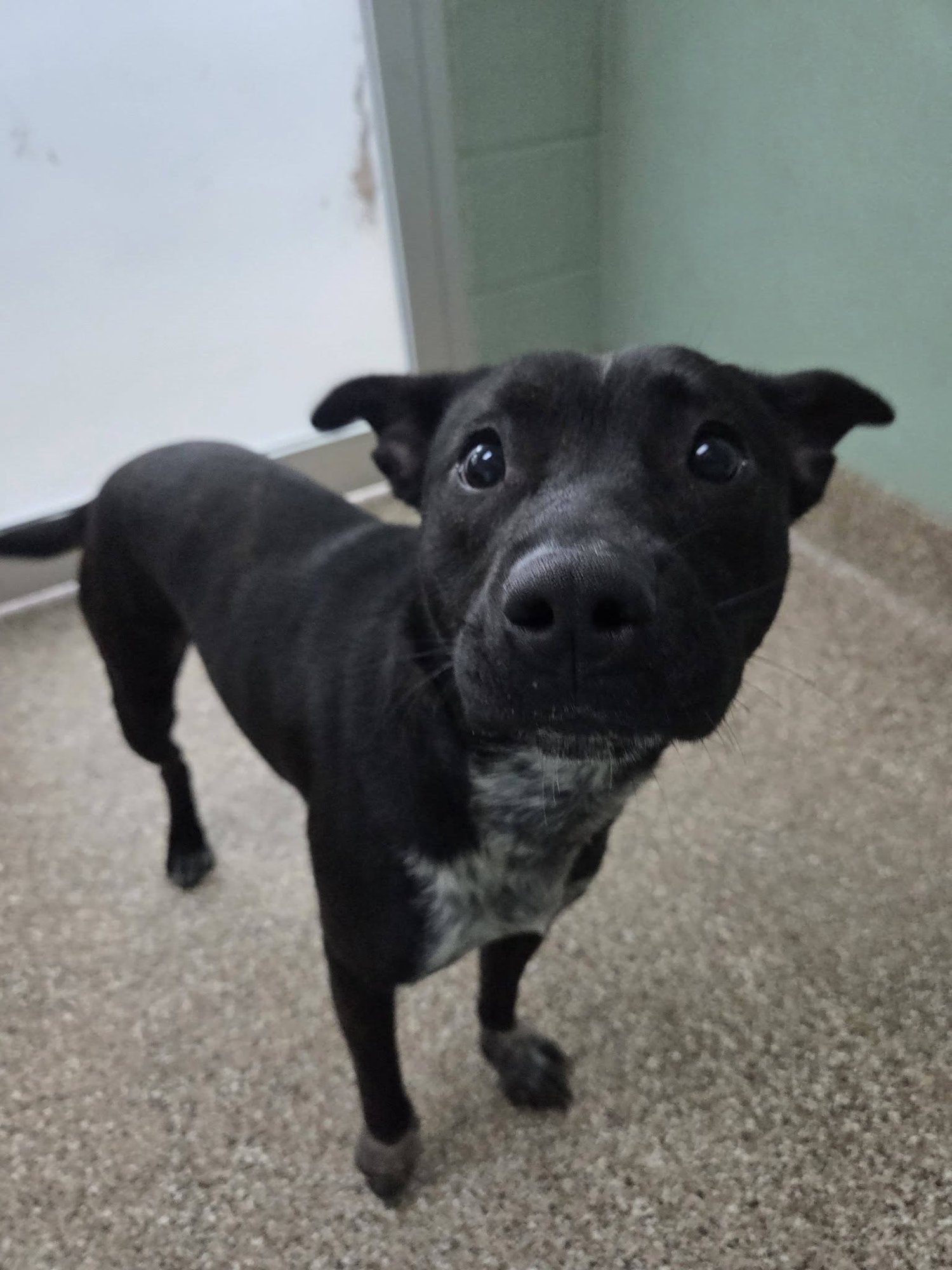 LADY BUG - Black Labrador Retriever available for adoption