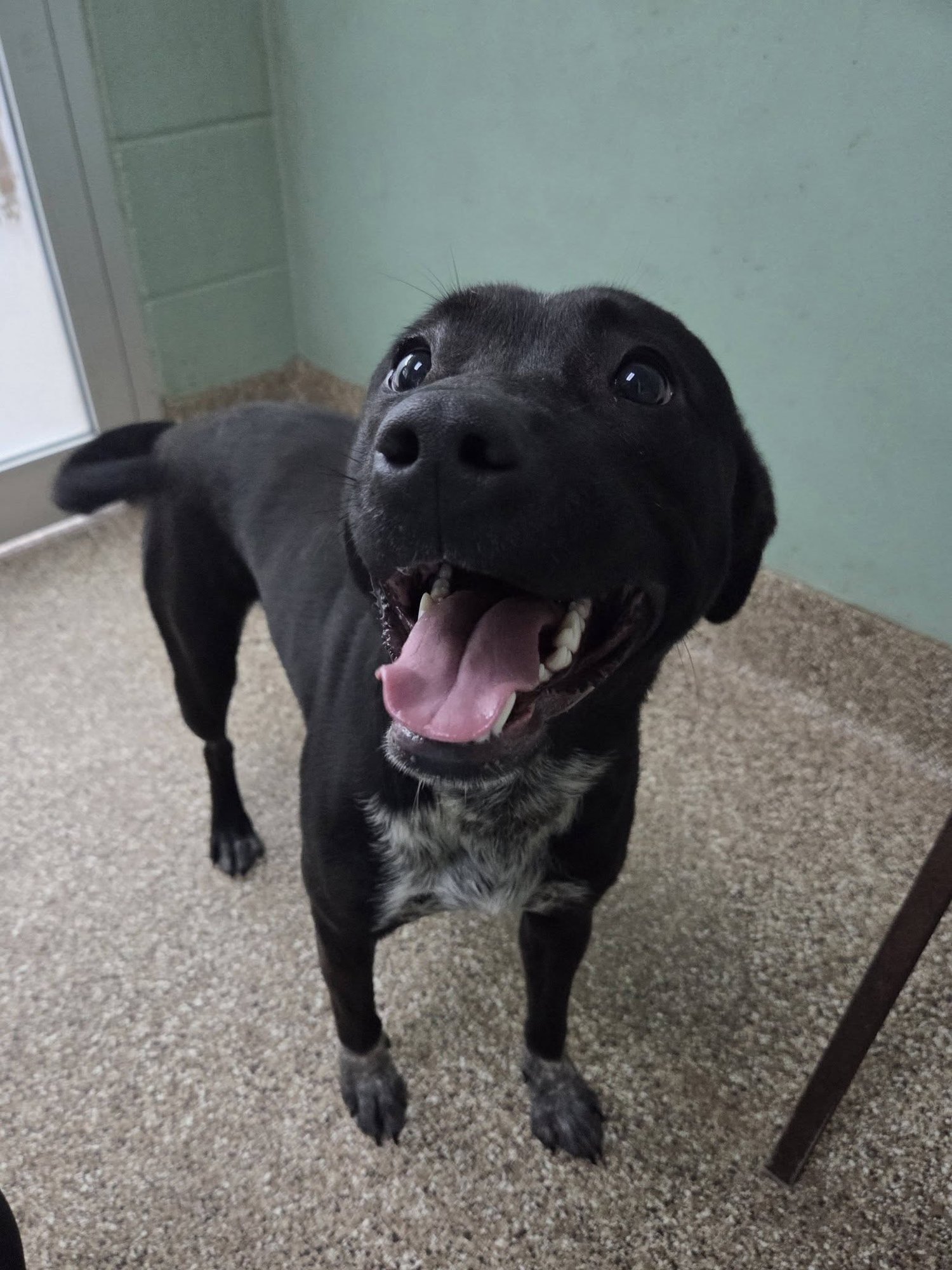 LADY BUG - Black Labrador Retriever available for adoption
