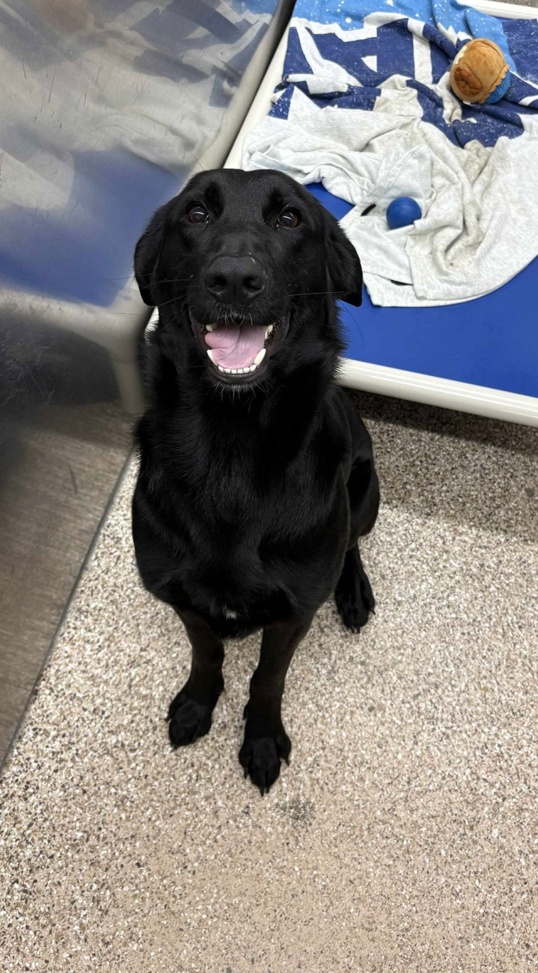 NUGGET - German Shepherd Dog / Black Labrador Retriever available for adoption