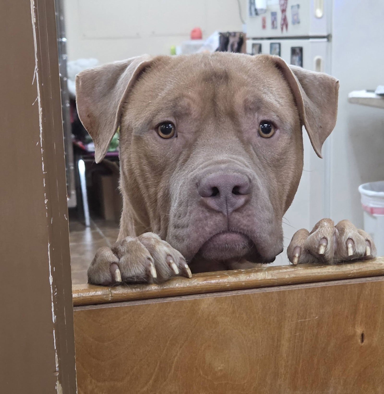 BAM BAM - Pit Bull Terrier available for adoption