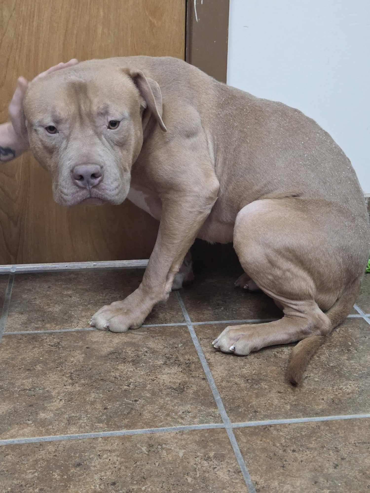 BAM BAM - Pit Bull Terrier available for adoption