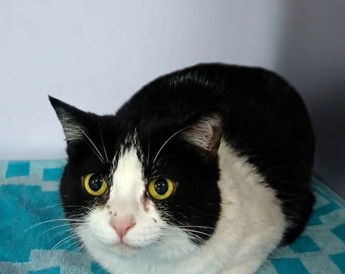 LUNA - Tuxedo available for adoption