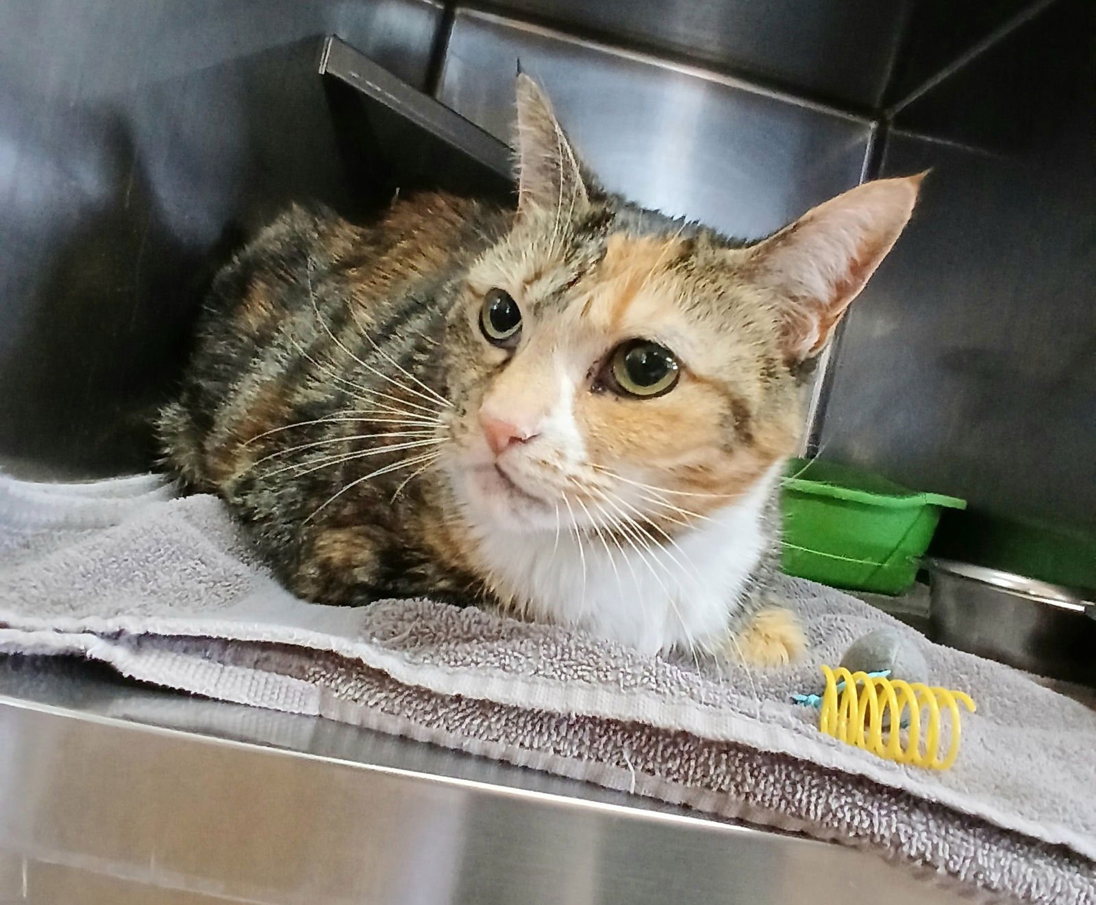 ATHENA - Calico / Tabby available for adoption