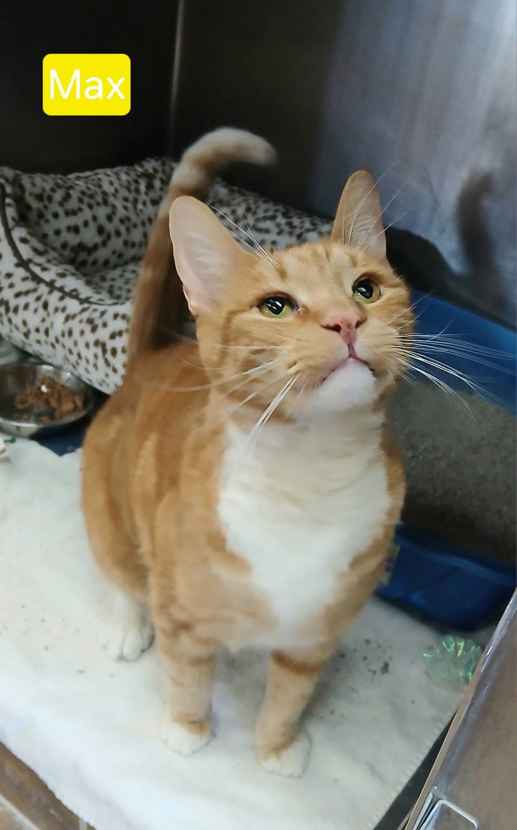 MAX - Tabby available for adoption